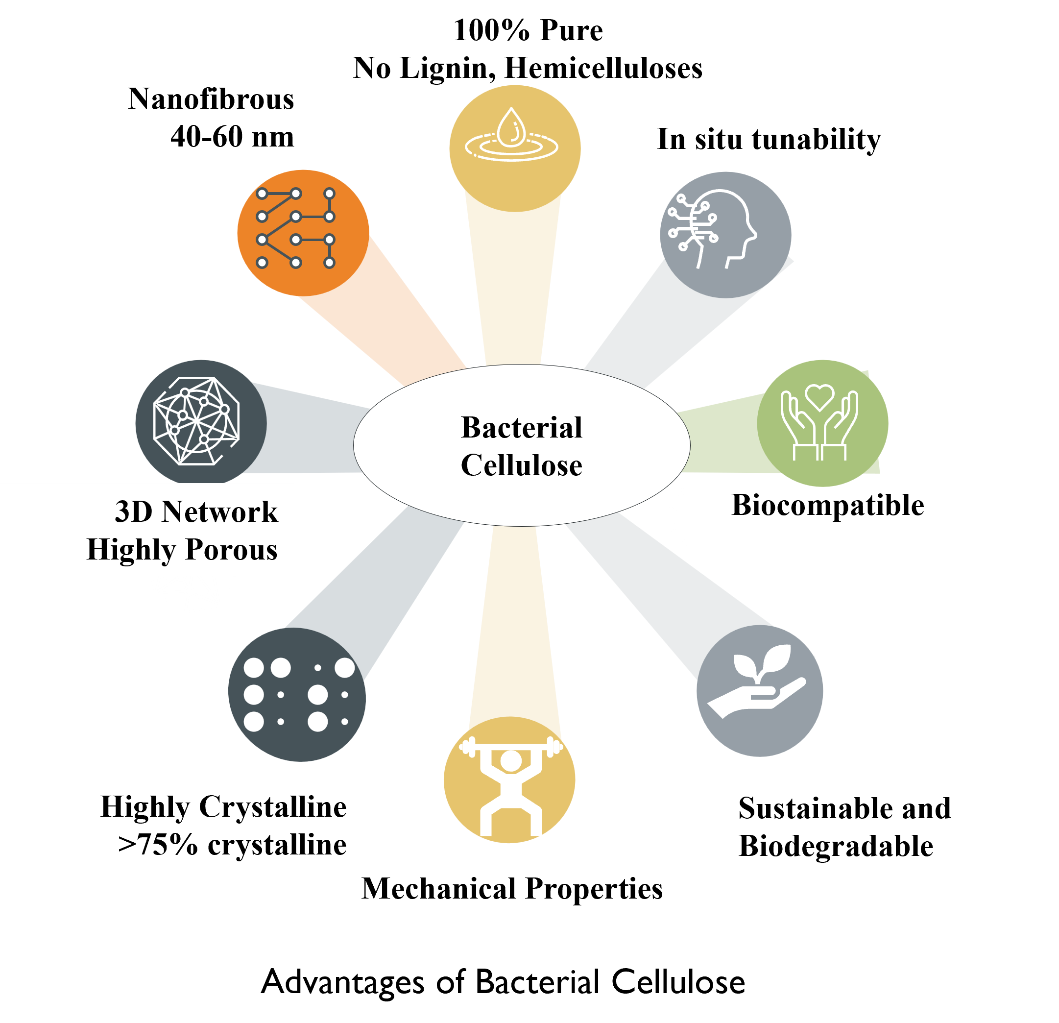 Processing advantages of bacterial cellulose highlighting lab tunability and inherent purity vs plant cellulose